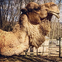 Camel, Merlin200.jpg